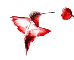 COLIBRÍ1--