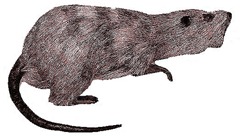 Canariomys bravoi6