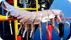 Giant Isopod 2