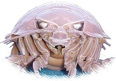 Giant Isopod ---