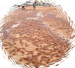 MEDUSAS PLAYA  LAS CANTERAS
