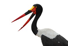 Saddle-billed_Stork_(Ephippiorhynchus_senegalensis)_female Author Steve Garvie