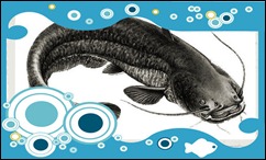 Silurus-glanis-