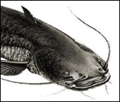 Silurus-glanis1