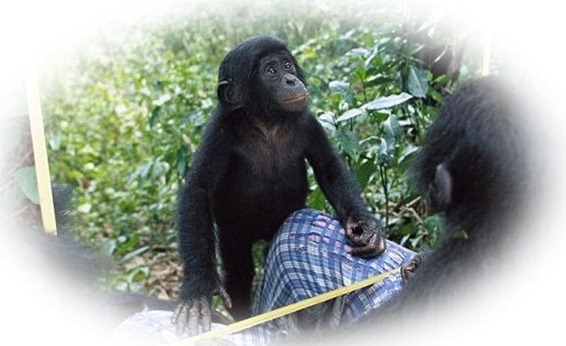 chimpanzee 1