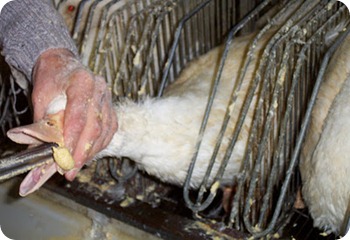 foie-gras-5
