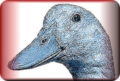 foiegras1