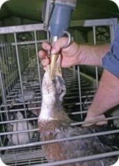 foigras_1-
