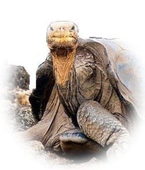 lonesome_George