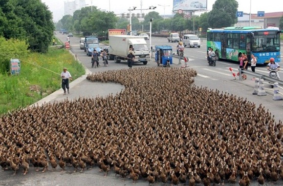 patos1