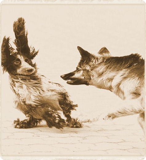 perro agresivo