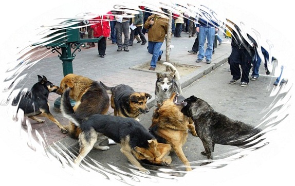 perros vagos CHILE