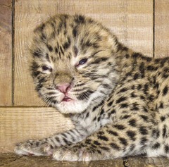 Amurleopardunge. Foto Tom Svensson Nordens Ark