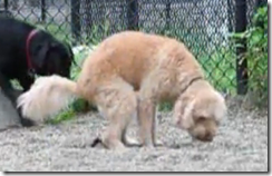 bajsande_hund-