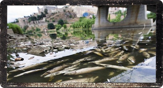mortandad de peces en el Tajo en Toledo