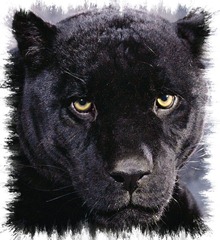 pantera negra