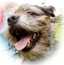 perro Bilbo-1