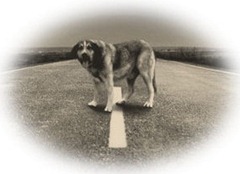 perro abandonado