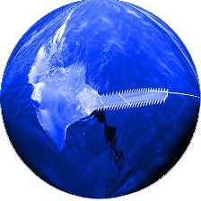 sawfish