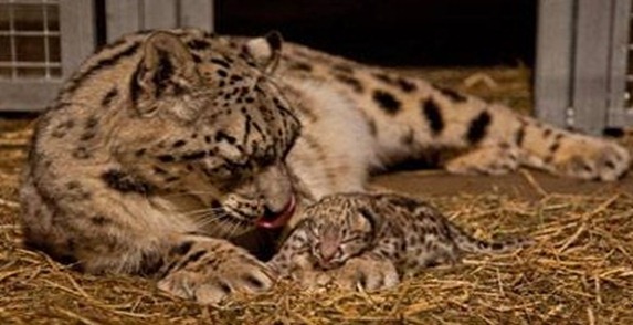 snoleopard