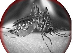 Aedes Aegypti