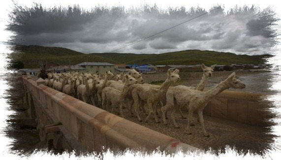 Arequipa intenso frío mata al 4% de camélidos