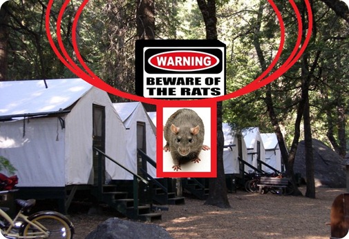 Curry Village tents