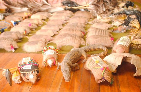 Policía incauta más de 103 animales silvestres sacrificados para el carnaval-