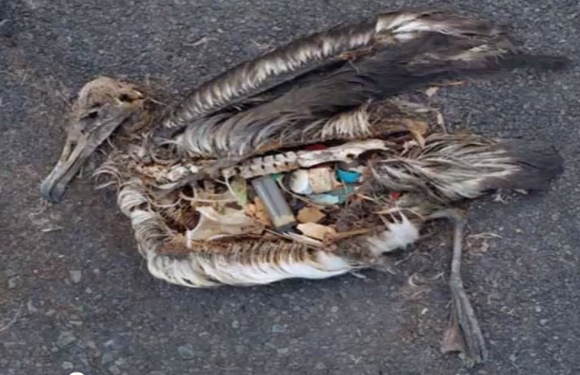 basura_océano_plastico
