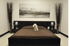 d pet hotel