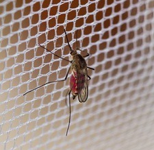 mosquitera