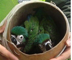 operation cage