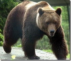 oso