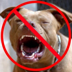 pitbull