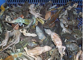 ANIMALES SILVESTRES MUERTOS, QUE ERAN EXPUESTOS EN EL ALTO.