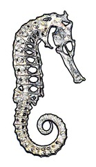 CABALLITO DE MAR