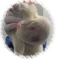 Cáncer en ratas