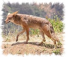 coyote Canis_latrans