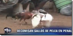 gallos_p_de_lurigancho