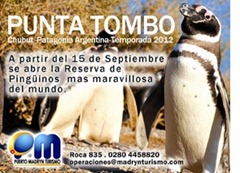 pinguinos PUNTA TOMBO - CHUBUT