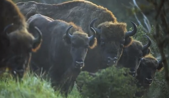 rewilding_europe