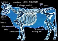 vaca