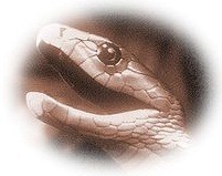 Black-Mamba-