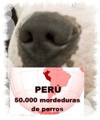 Dogo Argentino--