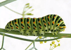 ORUGA