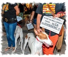 Podenco Ibicenco1-
