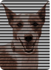 RAZA PODENCO IBICENCO-