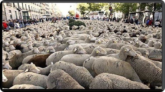 Un rebaño de 2.000 ovejas extremeñas atraviesa el centro de Madrid