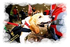beagle Nannan