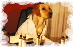 flores-de-bach2